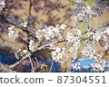Cherry tree in full bloom  87304551