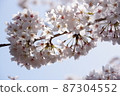 Cherry tree in full bloom  87304552