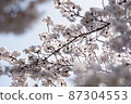 White cherry tree in full bloom 87304553