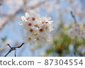 White cherry tree in full bloom 87304554