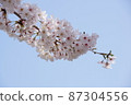 White cherry tree in full bloom 87304556