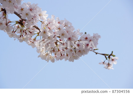 White cherry tree in full bloom White cherry tree in full bloom 87304556
