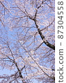 White cherry tree in full bloom 87304558