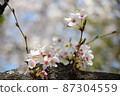 White cherry tree in full bloom 87304559