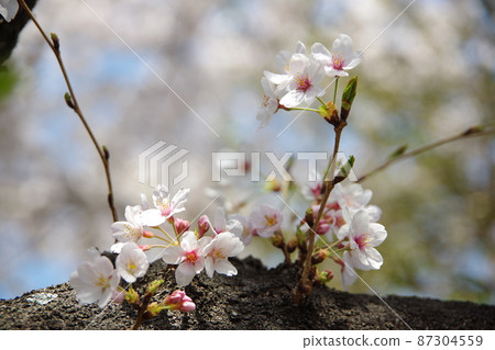 White cherry tree in full bloom White cherry tree in full bloom 87304559