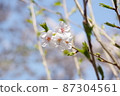 White cherry tree in full bloom 87304561