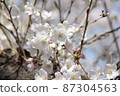 White cherry tree in full bloom 87304563