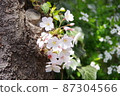 White cherry tree in full bloom 87304566