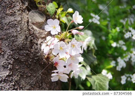 White cherry tree in full bloom White cherry tree in full bloom 87304566