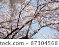 White cherry tree in full bloom 87304568