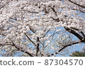 White cherry tree in full bloom 87304570