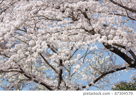 在盛開的白色櫻桃樹 在盛開的白色櫻桃樹 87304570