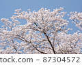 Cherry tree in full bloom  87304572