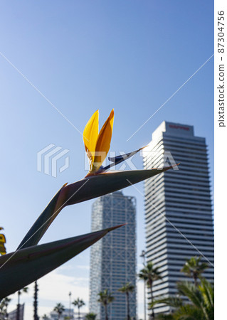 Bird of Paradise, Spain, Barcelona as seen from transmitted light 87304756