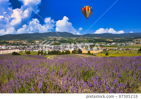 Beautiful lavender field in Furano Beautiful lavender field in Furano 87305218