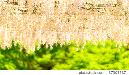 Wisteria flowers fluttering in the spring breeze "Nagafuji and fresh green scenery" (Kaoko Ancient Forest) Yamaga City, Kumamoto Prefecture Wisteria flowers fluttering in the spring breeze "Nagafuji and fresh green scenery" (Kaoko Ancient Forest) Yamaga City, Kumamoto Prefecture 87305387