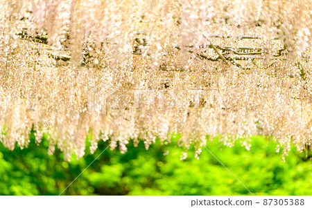 Wisteria flowers fluttering in the spring breeze "Nagafuji and fresh green scenery" (Kaoko Ancient Forest) Yamaga City, Kumamoto Prefecture Wisteria flowers fluttering in the spring breeze "Nagafuji and fresh green scenery" (Kaoko Ancient Forest) Yamaga City, Kumamoto Prefecture 87305388