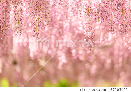 Wisteria flowers "Honko Fuji Close-up Landscape" Wisteria flowers (Kaoko Ancient Forest) Yamaga City, Kumamoto Prefecture 87305421