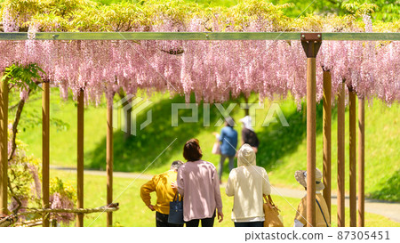 紫藤花“書紅紫藤/旅遊風景”紫藤花（Kaoko古森林）熊本縣山鹿市 87305451