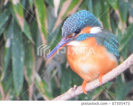 Kingfisher Kingfisher 87305473