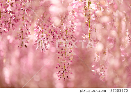 Wisteria flowers "Honkofuji / Close-up scenery" Wisteria flowers (Kaokodainomori) Yamaga City, Kumamoto Prefecture 87305570