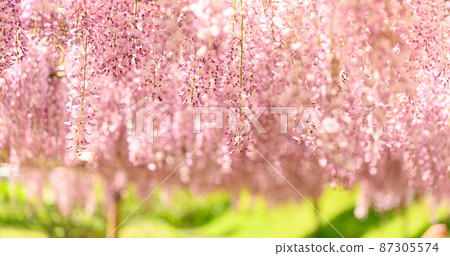 Wisteria flowers "Honkofuji / Close-up scenery" Wisteria flowers (Kaokodainomori) Yamaga City, Kumamoto Prefecture 87305574