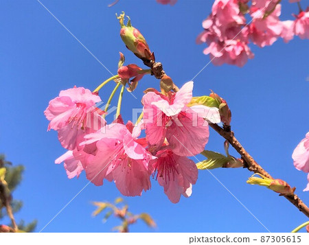 Sakura Sakura 87305615