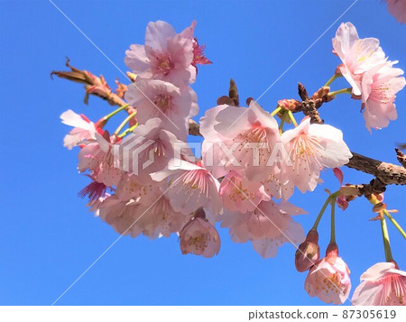 Sakura Sakura 87305619