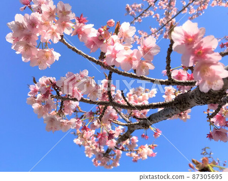 櫻花 櫻花 87305695