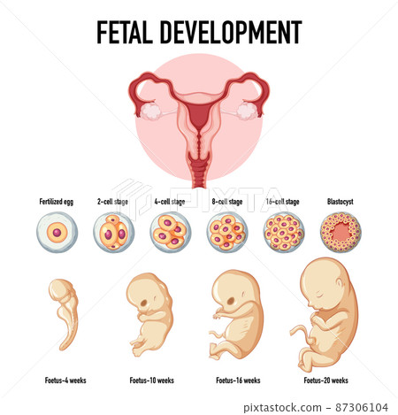 Human embryonic development in human infographic 87306104