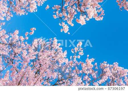 世界上第一朵櫻花在高遠城跡公園綻放[長野縣] 87306197
