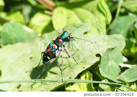 Nami Hanmyo (Hanmyo) 87306428