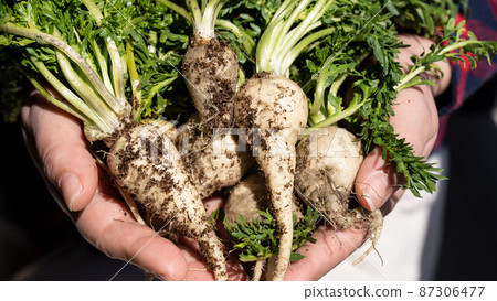 Maca 87306477