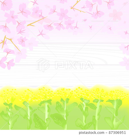 油菜花和櫻花的背景插圖 油菜花和櫻花的背景插圖 87306951
