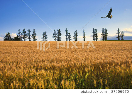 山城美瑛的美麗鄉村風光 87306970