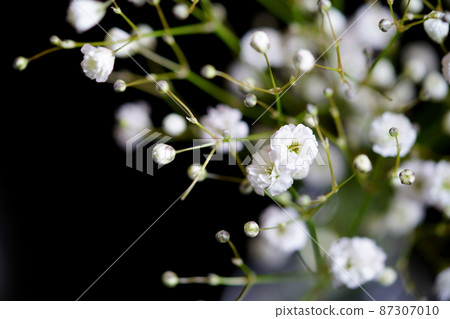 Gypsophila on the mirror 87307010