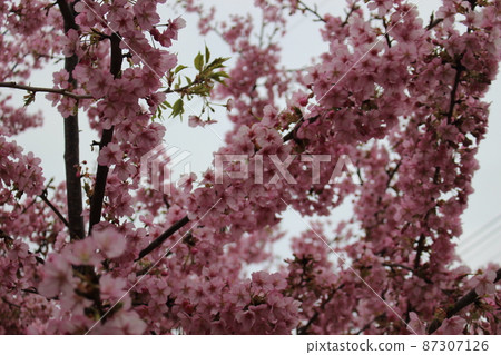 Sakura and the blue sky 87307126