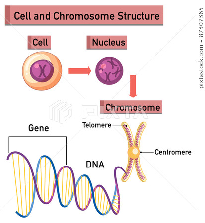 Cell and Chromosome Structure infographic Cell and Chromosome Structure infographic 87307365