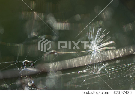 Pappus / fluff with water droplets entwined in spider silk 87307426
