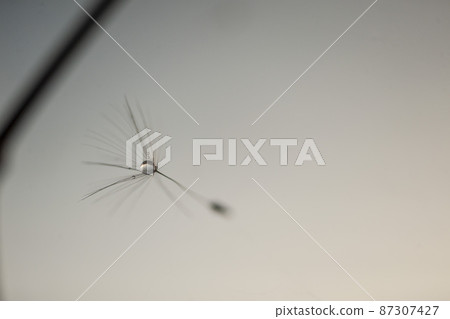 Pappus / fluff with water droplets entwined in spider silk 87307427
