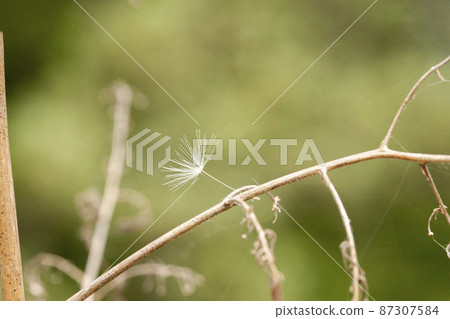 Pappus 和絨毛與細枝纏繞在一起 Pappus 和絨毛與細枝纏繞在一起 87307584