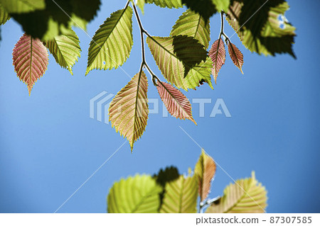 榆樹的嫩葉透著光，發出紅色的光芒，葉脈突出。 87307585