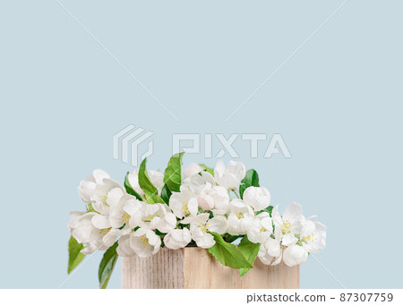 Spring blooming tree branch on baby blue background 87307759