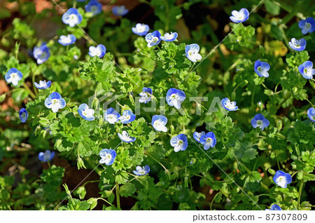 Ooouinunnguri（大狗陰囊） 87307809