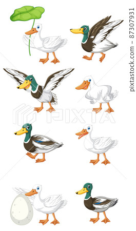 Set of different poses of ducks cartoon characters 87307931