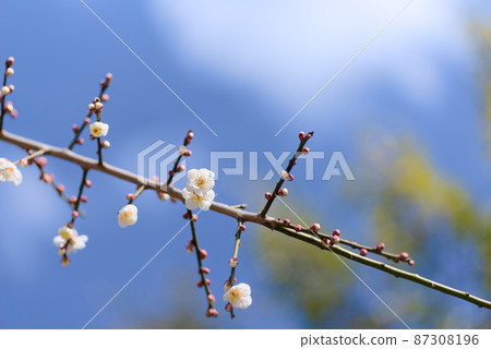 白梅花和芽 87308196
