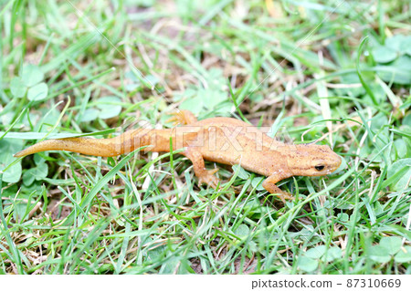 newt (Triturus) newt (Triturus) 87310669