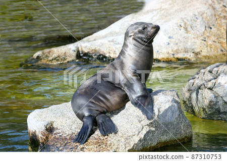 harbor seal (Phoca vitulina) harbor seal (Phoca vitulina) 87310753