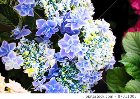 High Transia / Western Hydrangea is in full bloom. High Transia / Western Hydrangea is in full bloom. 87311005