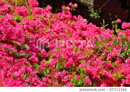 Azalea that bloomed in full bloom 87311366